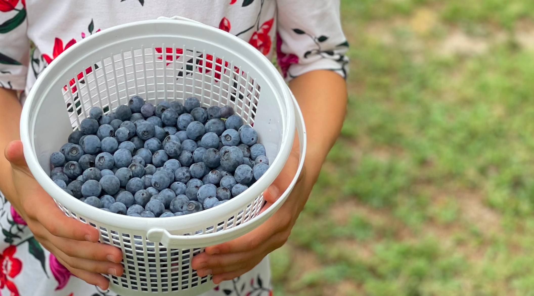 Wendell Blueberry Farm U Pick Blueberry Farm | Wendell NC ( pic: teddslist.com )